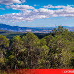Imagen de un pinar de la zona Este de Sierra Espuña | Ecologistas en Acción Región Murciana
