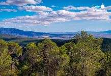Imagen de un pinar de la zona Este de Sierra Espuña | Ecologistas en Acción Región Murciana