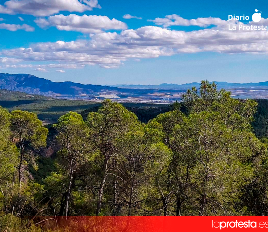 Imagen de un pinar de la zona Este de Sierra Espuña | Ecologistas en Acción Región Murciana