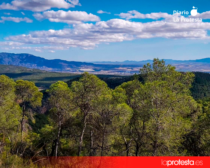 Imagen de un pinar de la zona Este de Sierra Espuña | Ecologistas en Acción Región Murciana Imagen de un pinar de la zona Este de Sierra Espuña | Ecologistas en Acción Región Murciana