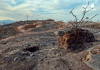 Huermur lleva a la Fiscalía el incendio que ha calcinado el Castillo de Los Garres y arrasado 177 hectáreas de alto valor natural y paisajístico Las imágenes obtenidas tras el incendio muestran la práctica totalidad del yacimiento arqueológico afectado por las llamas y un paisaje completamente arrasado y calcinado | Foto.- Huermur