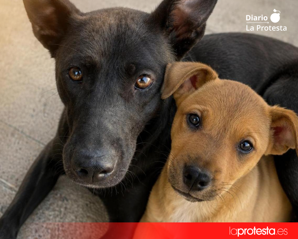 Los animales rescatados, cuyos dueños están siendo buscados | @instarescates