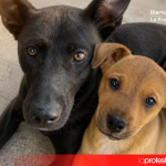Los animales rescatados, cuyos dueños están siendo buscados | @instarescates