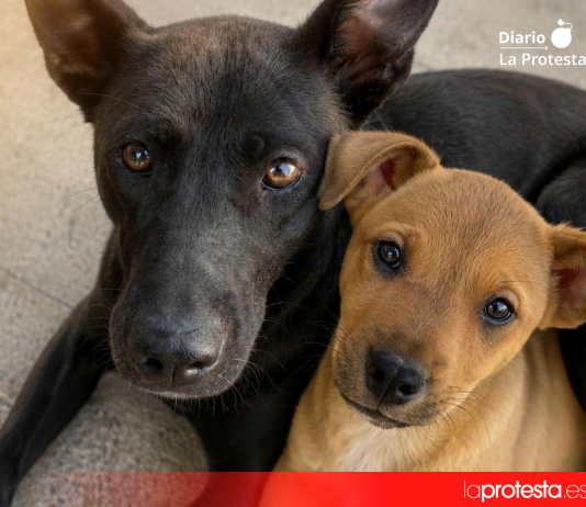 Los animales rescatados, cuyos dueños están siendo buscados | @instarescates