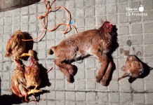 Animales hallados degollados y abandonados en contenedores del barrio de Canyadó, en Badalona, durante la investigación que dio lugar a la primera condena firme en España por maltrato animal vinculado a rituales de santería | Foto: AnimaNaturalis.