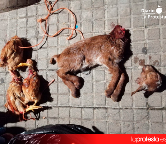 Animales hallados degollados y abandonados en contenedores del barrio de Canyadó, en Badalona, durante la investigación que dio lugar a la primera condena firme en España por maltrato animal vinculado a rituales de santería | Foto: AnimaNaturalis.