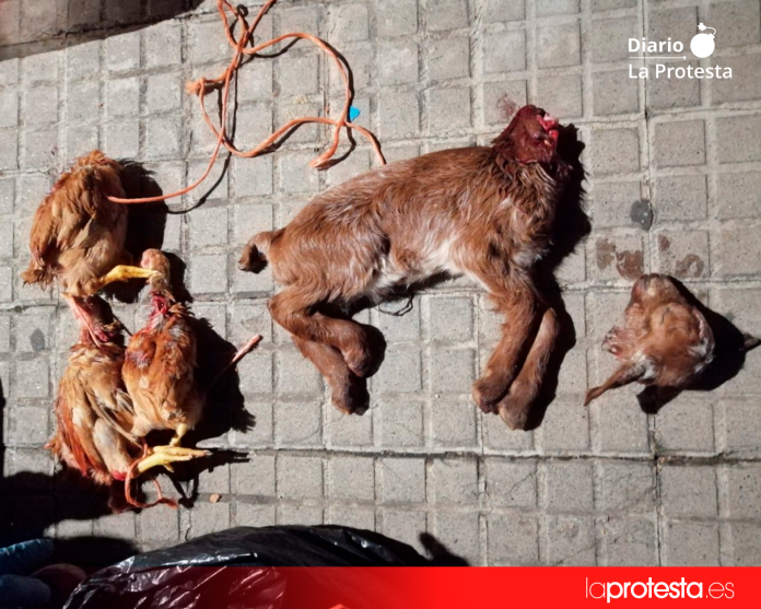 Animales hallados degollados y abandonados en contenedores del barrio de Canyadó, en Badalona, durante la investigación que dio lugar a la primera condena firme en España por maltrato animal vinculado a rituales de santería | Foto: AnimaNaturalis.