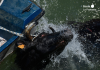 Convocan una nueva manifestación contra los Bous a la mar de Dénia Imagen de archivo. Fotografía de ediciones anteriores de los 'Bous a la Mar' de Dénia, tomada por AnimaNaturalis en el marco de su labor de documentación y denuncia del maltrato animal.
