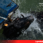 Convocan una nueva manifestación contra los Bous a la mar de Dénia Imagen de archivo. Fotografía de ediciones anteriores de los 'Bous a la Mar' de Dénia, tomada por AnimaNaturalis en el marco de su labor de documentación y denuncia del maltrato animal.