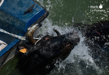 Imagen de archivo. Fotografía de ediciones anteriores de los 'Bous a la Mar' de Dénia, tomada por AnimaNaturalis en el marco de su labor de documentación y denuncia del maltrato animal.