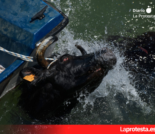 Imagen de archivo. Fotografía de ediciones anteriores de los 'Bous a la Mar' de Dénia, tomada por AnimaNaturalis en el marco de su labor de documentación y denuncia del maltrato animal.