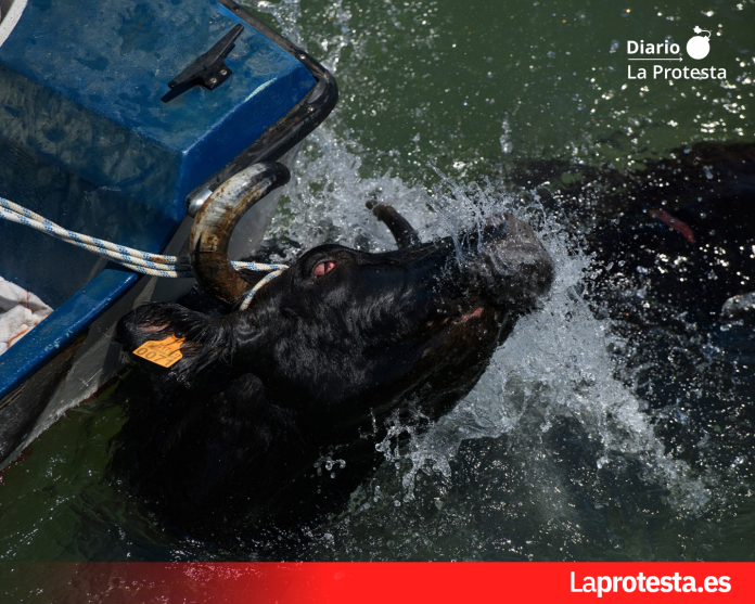 Imagen de archivo. Fotografía de ediciones anteriores de los 'Bous a la Mar' de Dénia, tomada por AnimaNaturalis en el marco de su labor de documentación y denuncia del maltrato animal.