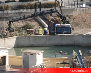 El eucalipto de gran porte talado en la zona de la Casamata, en el barrio lorquino de San Diego, una de las actuaciones que IU reclama esclarecer ante la CHS | Foto.- IU Lorca