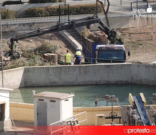 El eucalipto de gran porte talado en la zona de la Casamata, en el barrio lorquino de San Diego, una de las actuaciones que IU reclama esclarecer ante la CHS | Foto.- IU Lorca