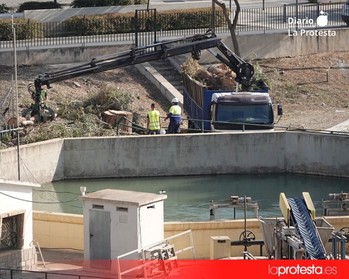 El eucalipto de gran porte talado en la zona de la Casamata, en el barrio lorquino de San Diego, una de las actuaciones que IU reclama esclarecer ante la CHS | Foto.- IU Lorca El eucalipto de gran porte talado en la zona de la Casamata, en el barrio lorquino de San Diego, una de las actuaciones que IU reclama esclarecer ante la CHS | Foto.- IU Lorca