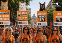38 ciudades de todo el Estado salen a la calle para exigir a los ayuntamientos que cumplan la Ley 7/2023 sobre colonias felinas Foto.- losgatostienenley.org