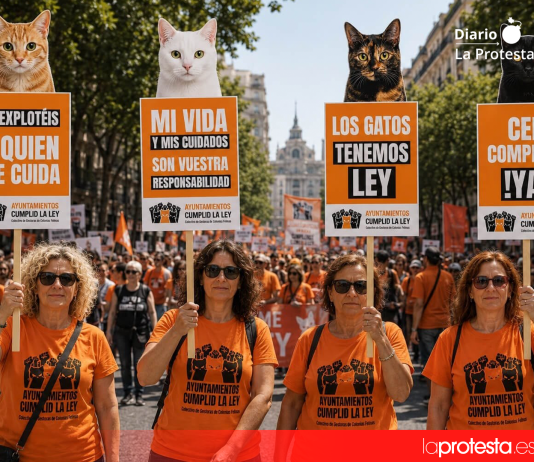 38 ciudades de todo el Estado salen a la calle para exigir a los ayuntamientos que cumplan la Ley 7/2023 sobre colonias felinas Foto.- losgatostienenley.org