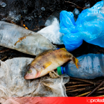 El Síndic de Greuges abre una investigación contra el Ayuntamiento de Rocafort por no responder a una petición para eliminar las botellas de plástico de los plenos Un pez muerto tras quedar atrapado en un plástico, una de las consecuencias de la contaminación por residuos de un solo uso en los ecosistemas marinos.