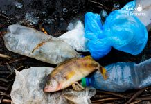 Un pez muerto tras quedar atrapado en un plástico, una de las consecuencias de la contaminación por residuos de un solo uso en los ecosistemas marinos.