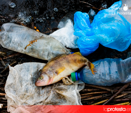 El Síndic de Greuges abre una investigación contra el Ayuntamiento de Rocafort por no responder a una petición para eliminar las botellas de plástico de los plenos Un pez muerto tras quedar atrapado en un plástico, una de las consecuencias de la contaminación por residuos de un solo uso en los ecosistemas marinos.