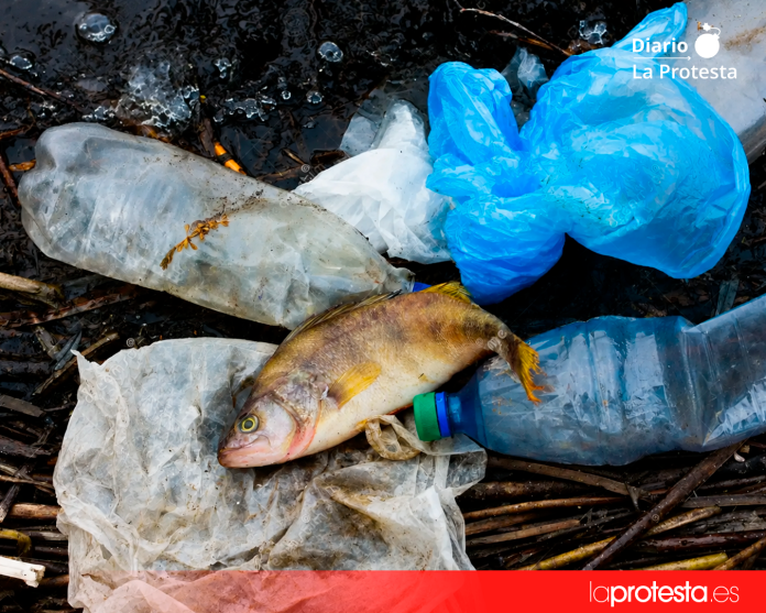 Un pez muerto tras quedar atrapado en un plástico, una de las consecuencias de la contaminación por residuos de un solo uso en los ecosistemas marinos.