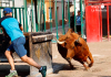 Piden al Ayuntamiento de Tírig que no vuelva a hacer festejos taurinos tras la muerte de un joven Imagen de archivo de un festejo taurino en la Comunidad Valenciana | Foto: Plataforma Defensa Animal.