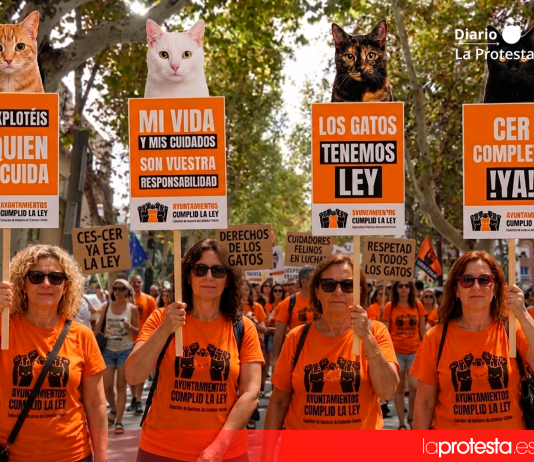 Murcia se suma este 6 de septiembre a la movilización estatal en 38 ciudades para exigir a los ayuntamientos que cumplan la Ley 7/2023 sobre colonias felinas