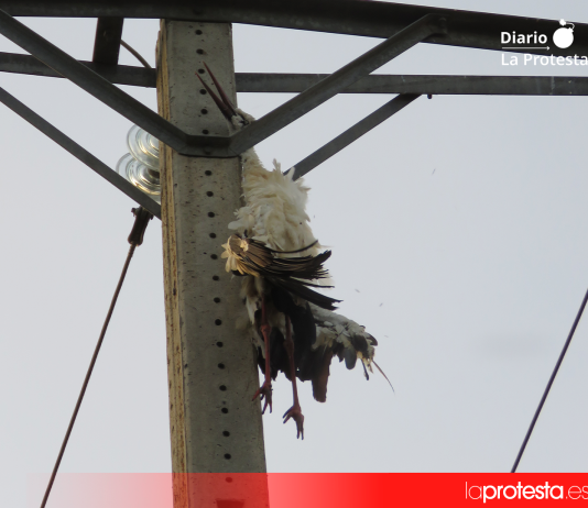 Alertan de la constante mortalidad por electrocución de aves rapaces en Morales de Toro y del riesgo de incendios asociados