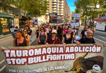 Cerca de medio millar de personas recorren Murcia contra la tauromaquia: «No más violencia hacia los animales» La movilización antitaurina avanzó por la Gran Vía de Murcia con pancartas y consignas contra la tauromaquia y la violencia hacia los animales | Foto.- Dominic D. Skerrett