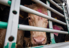 Vacas hacinadas en un camión durante su transporte, una práctica cuyas condiciones y duración las organizaciones animalistas reclaman limitar para garantizar el bienestar de los animales. Foto: AnimaNaturalis.
