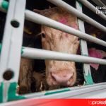 Más de medio centenar de organizaciones exigen al Gobierno una reforma ambiciosa del transporte de animales vivos Vacas hacinadas en un camión durante su transporte, una práctica cuyas condiciones y duración las organizaciones animalistas reclaman limitar para garantizar el bienestar de los animales. Foto: AnimaNaturalis.