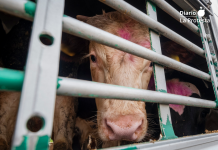 Vacas hacinadas en un camión durante su transporte, una práctica cuyas condiciones y duración las organizaciones animalistas reclaman limitar para garantizar el bienestar de los animales. Foto: AnimaNaturalis.