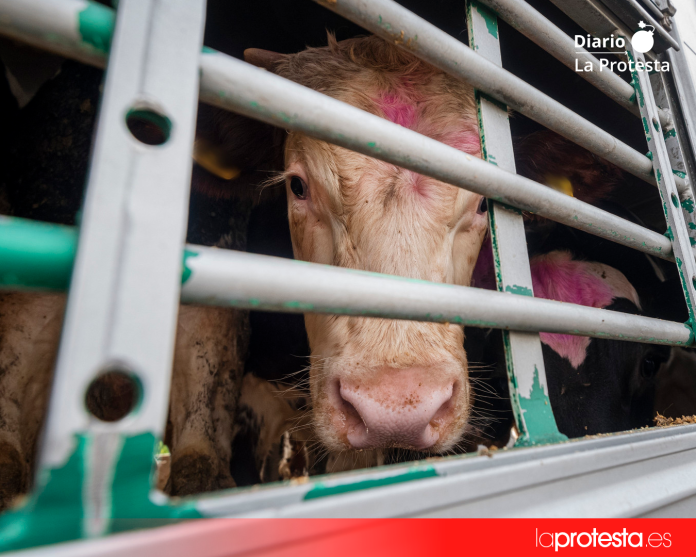 Vacas hacinadas en un camión durante su transporte, una práctica cuyas condiciones y duración las organizaciones animalistas reclaman limitar para garantizar el bienestar de los animales. Foto: AnimaNaturalis. Vacas hacinadas en un camión durante su transporte, una práctica cuyas condiciones y duración las organizaciones animalistas reclaman limitar para garantizar el bienestar de los animales. Foto: AnimaNaturalis.